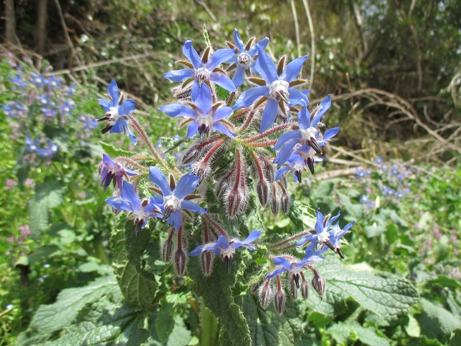 ボリジの花が咲きました 無農薬 化学肥料不使用のハーブ 落合ハーブ園