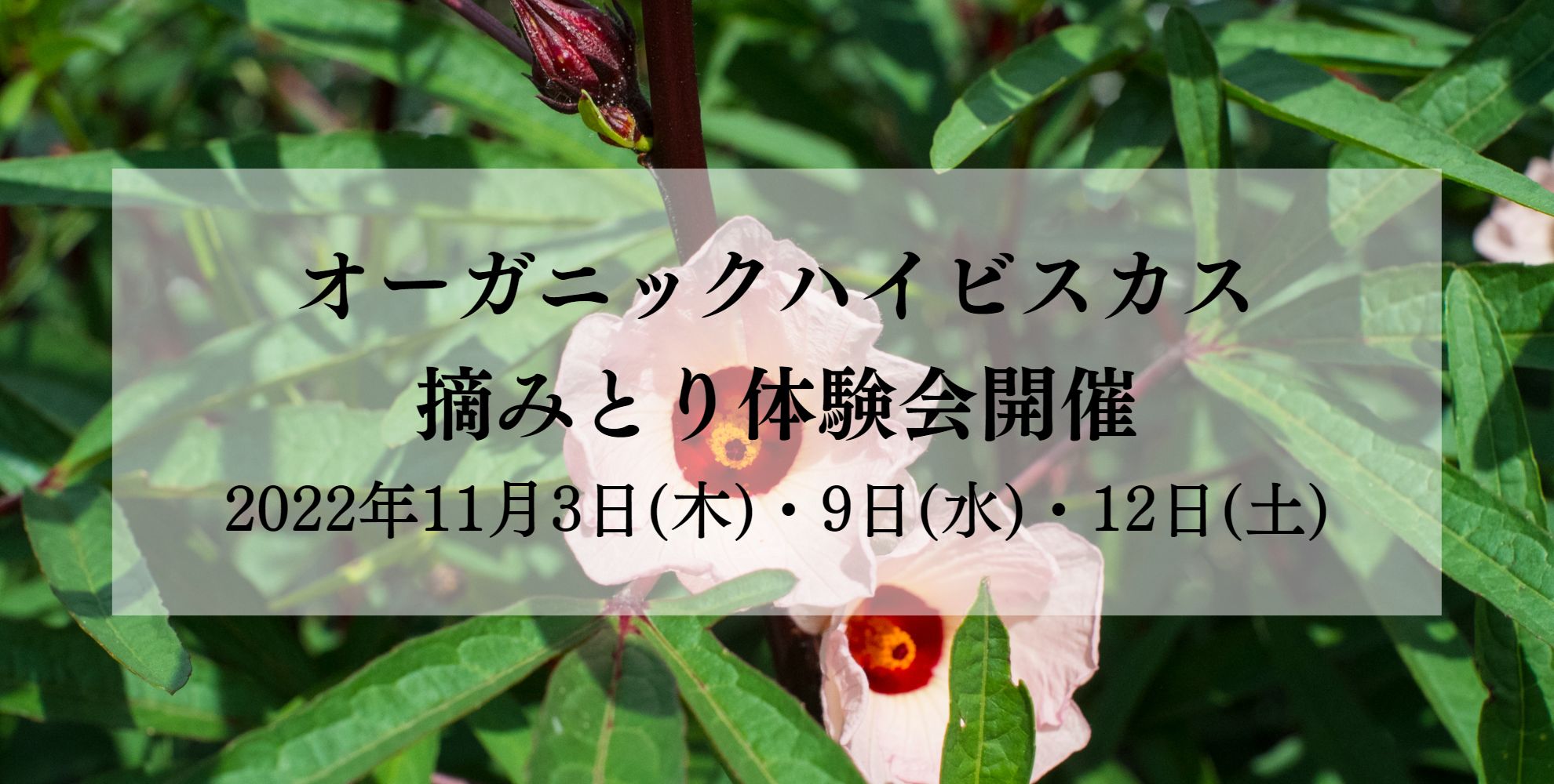 ハイビスカス摘みとり体験会