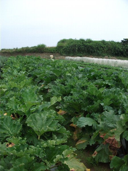 ルバーブジャム 【静岡産 有機JAS認定 オーガニックルバーブ使用