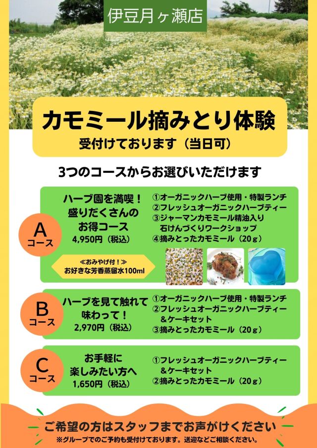 カモミール摘みとり体験(伊豆店)