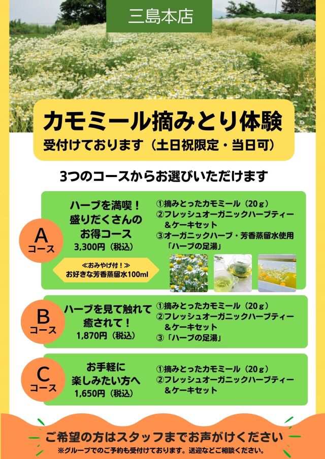 カモミール摘みとり体験(三島店)
