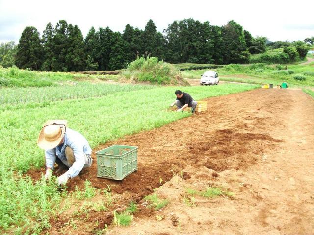 草取り