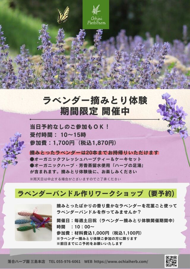 ラベンダー摘みとり体験(三島本店)