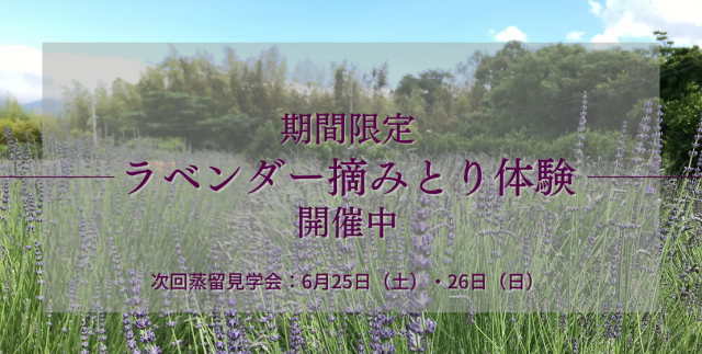ラベンダー摘みとり体験