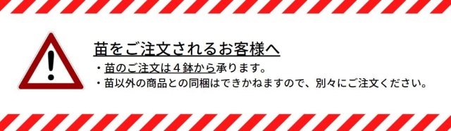 苗をご注文は4鉢以上で承ります。