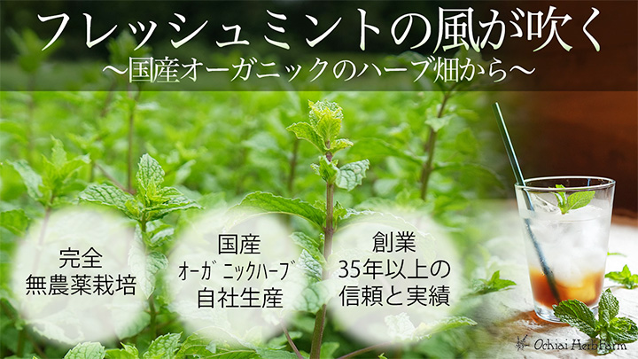 フレッシュミント販促バナーHPセンター用サイズ