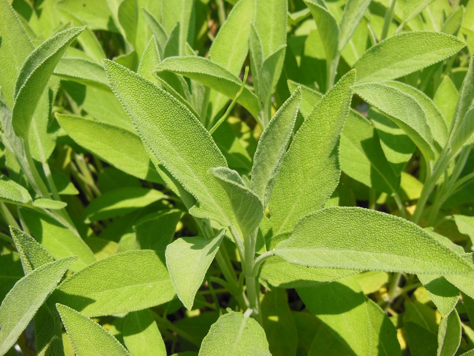 セージ 100g 【静岡産 有機JAS認定 オーガニックドライハーブ】 本物・安心・安全。有機・無農薬栽培ハーブ販売 落合ハーブ園